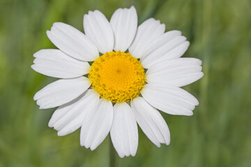 Obraz premium close up of chamomile flower against green background
