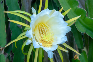 Close up dragon fruit flower ( Hylocereus undatus) in organic farm. This flower blooms in 4 days if pollination will pass and the left, this is the kind of sun-loving plant grown in the appropriate he - obrazy, fototapety, plakaty