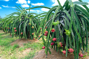 Dragon fruit tree with ripe red fruit on the tree for harvest. This is a cool fruit with many...
