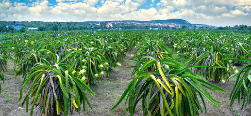 Dragon fruit flower in organic farm. This flower blooms in 4 days if pollination will pass and the left, this is the kind of sun-loving plant grown in the appropriate heat © huythoai