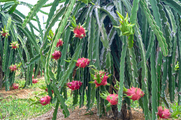 Dragon fruit tree with ripe red fruit on the tree for harvest. This is a cool fruit with many...