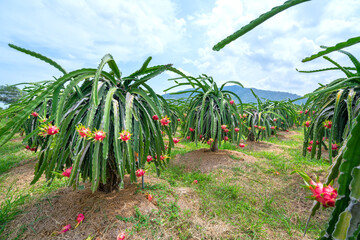 Obraz premium Dragon fruit tree with ripe red fruit on the tree for harvest. This is a cool fruit with many minerals that are beneficial for human health
