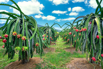 Dragon fruit tree with ripe red fruit on the tree for harvest. This is a cool fruit with many minerals that are beneficial for human health - obrazy, fototapety, plakaty