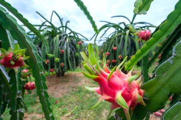 Dragon fruit tree with ripe red fruit on the tree for harvest. This is a cool fruit with many...