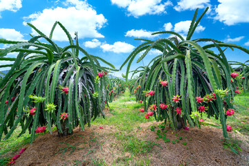 Dragon fruit tree with ripe red fruit on the tree for harvest. This is a cool fruit with many minerals that are beneficial for human health