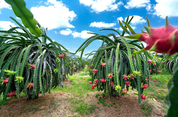 Dragon fruit tree with ripe red fruit on the tree for harvest. This is a cool fruit with many minerals that are beneficial for human health © huythoai
