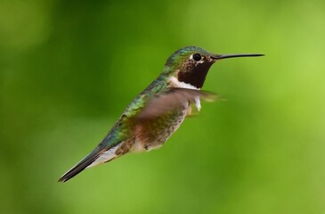 Fototapeta na wymiar cute male broad-tailed hummingbird in flight in broomfield, colorado
