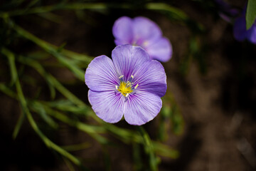 purple flower
