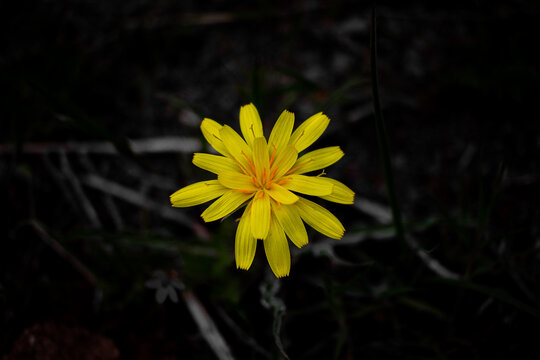yellow flower