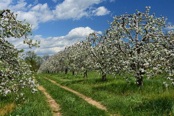 Fototapeta na wymiar beautiful apple orchard in bloom on a sunny spring day near gettysburg, pennsylvania 