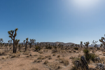 Scenic Joshua Tree National Park vista, Southern California