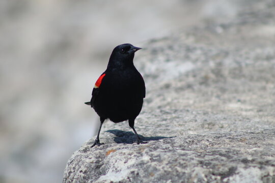 Red-Winged Blackbird on a Boulder