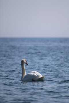 Swan on the Water of Lake Ontario