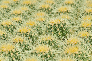 Cactus mammilarias pequeñas.