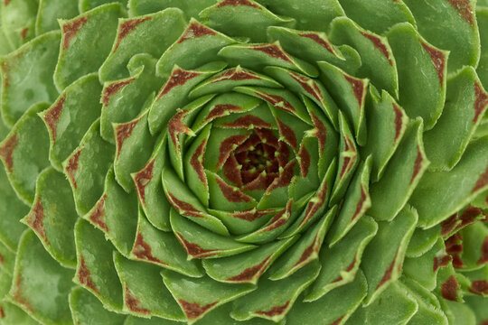 Suculenta con hojas y puntas guindas, Sempervivum Calcareum.