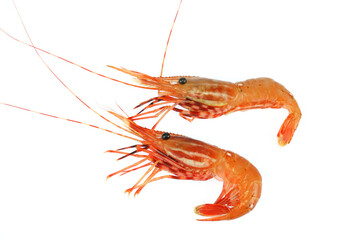 fresh raw red coral shrimp isolated on white background