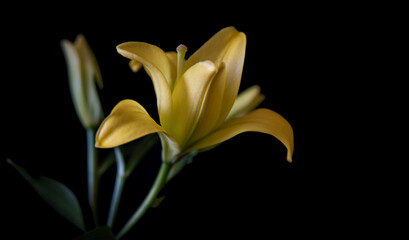 yellow lily on black