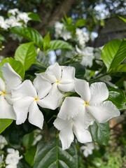 blooming tree