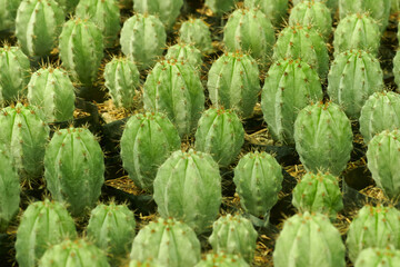 Cactus Myrtillocactus geometrizans vista superior.