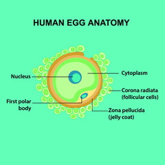 human egg anatomy with cytoplasm, corona radiata, follicular cells, zona pellucida, jelly coat, first polar body, nucleus