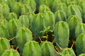 Cactus Garambullo, en macetas dentro de vivero.