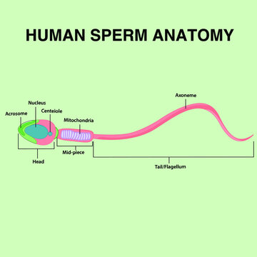 Human sperm anatomy with axoneme, tail, flagellum, mid piece, mitochondria, head, nucleus, acrosome, centriole 