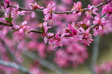Pink Tree Blossoms in the Spring