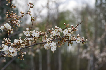 White Tree Blossoms in the Spring