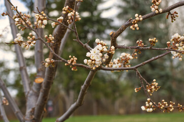 White Tree Blossoms in the Spring