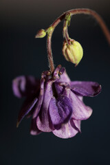 Wild flower blossom close up botanical background Aquilegia vulgaris family ranunculaceae big size high quality print