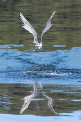 Common Tern in flight looking for fish