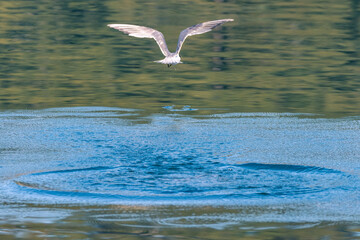 Common Tern in flight