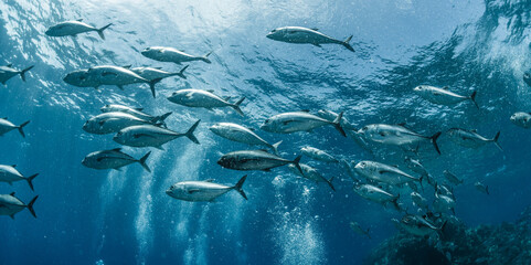 Fototapeta premium A school of bigeye trevally