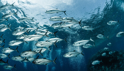 Fototapeta premium A school of bigeye trevally