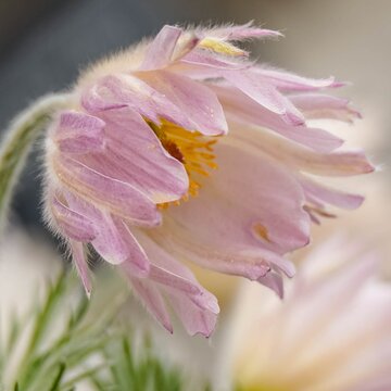 Closeup of a delicate pink and yellow pasque flower on a windy day