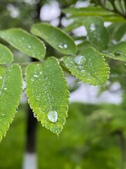 water drops on a leaf