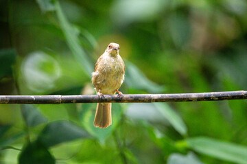 Beautiful birds in the tropical forests of Thailand.