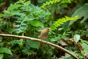 Beautiful birds in the tropical forests of Thailand.