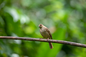Beautiful birds in the tropical forests of Thailand.