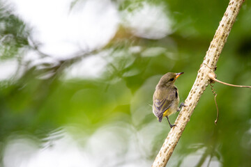 Beautiful birds in the tropical forests of Thailand.