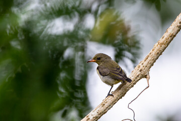 Beautiful birds in the tropical forests of Thailand.