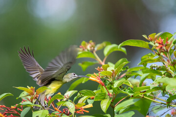 Beautiful birds in the tropical forests of Thailand.