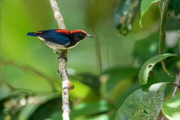 Beautiful birds in the tropical forests of Thailand.