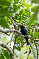 Beautiful birds in the tropical forests of Thailand.