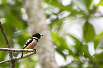 Beautiful birds in the tropical forests of Thailand.