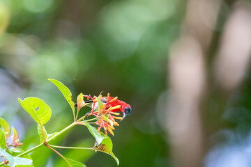Beautiful birds in the tropical forests of Thailand.