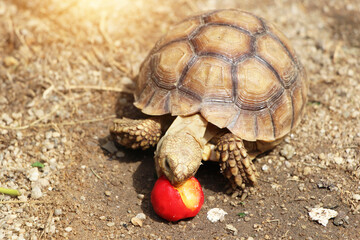 African Sulcata Tortoise Natural Habitat,Close up African spurred tortoise resting in the garden, Slow life ,Africa spurred tortoise sunbathe on ground with his protective shell ,Beautiful Tortoise
