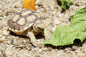 Obraz premium African Sulcata Tortoise Natural Habitat,Close up African spurred tortoise resting in the garden, Slow life ,Africa spurred tortoise sunbathe on ground with his protective shell ,Beautiful Tortoise