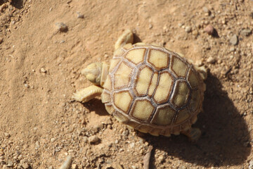 African Sulcata Tortoise Natural Habitat,Close up African spurred tortoise resting in the garden,...
