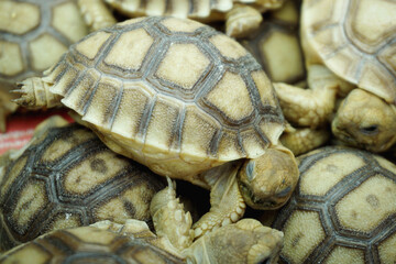 African Sulcata Tortoise Natural Habitat,Close up African spurred tortoise resting in the garden, Slow life ,Africa spurred tortoise sunbathe on ground with his protective shell ,Beautiful Tortoise